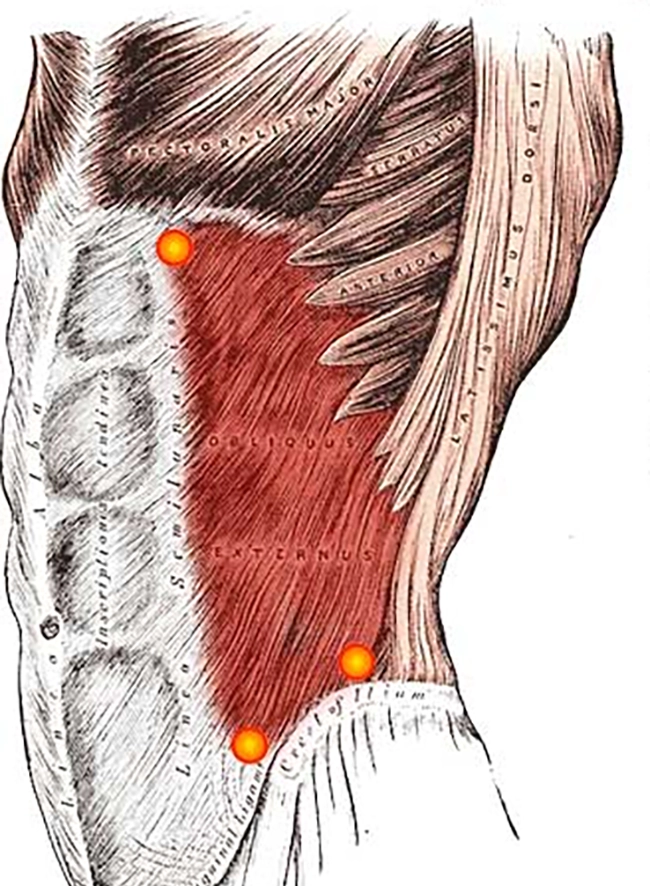 Abdominal side muscles show