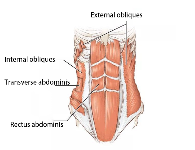 The location of the four oblique muscle groups