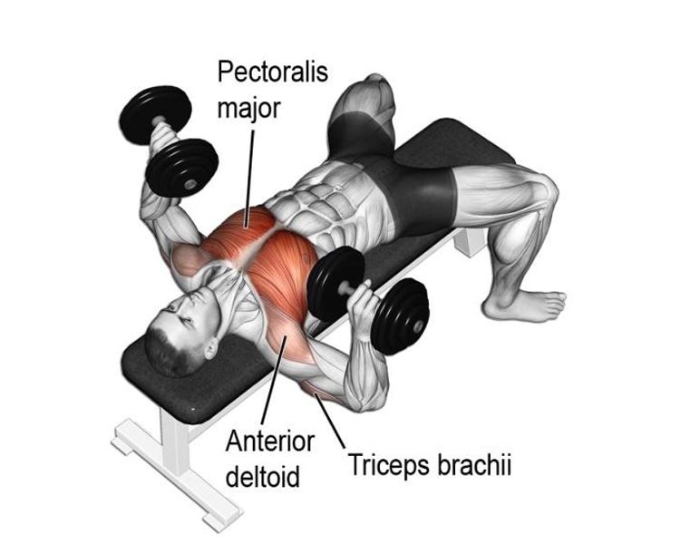 Chest training - Muscles involved in dumbbell bench press