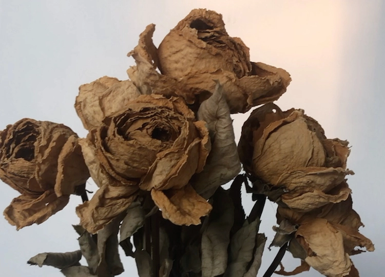 Withered roses.