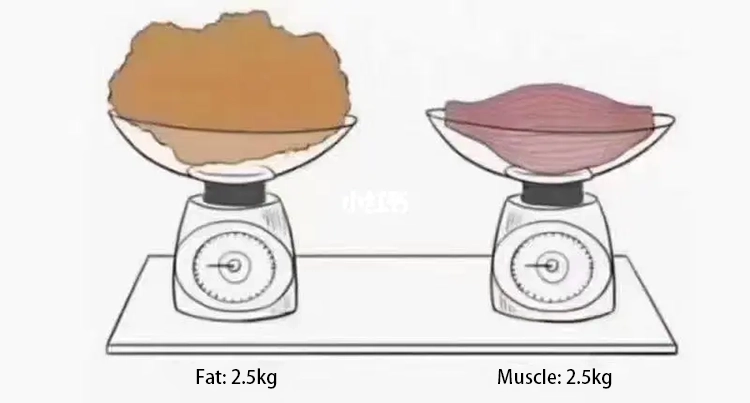 The ratio of fat to muscle volume of the same weight.