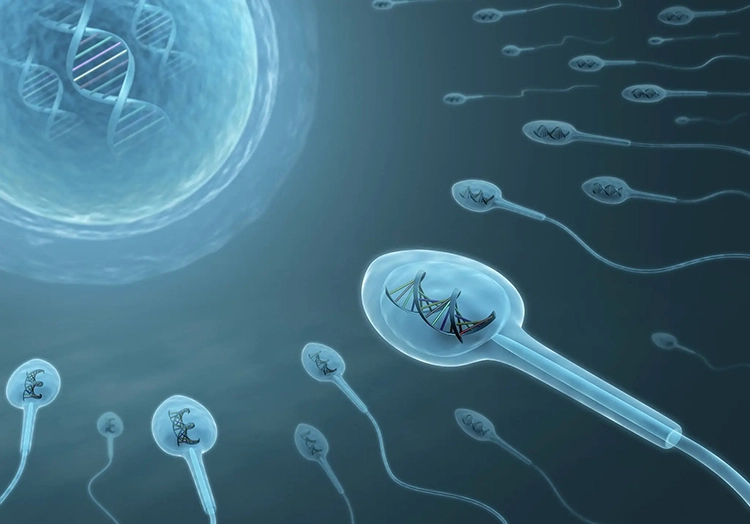 Energetic sperm swimming forward.