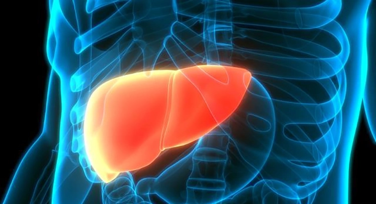 Sketch of the location of the human liver.