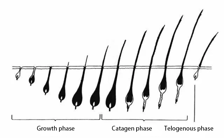 Hair growth cycle: growth phase, regression phase and resting phase.