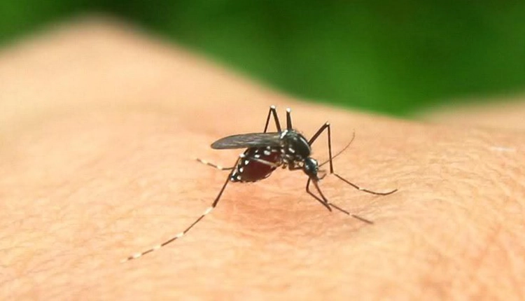 A mosquito stays on the skin and is about to suck blood.