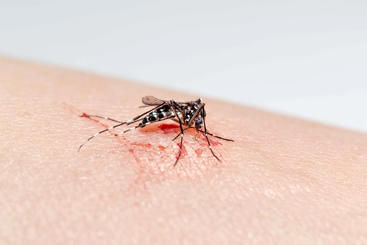 A mosquito is eating, and its body is covered with blood.