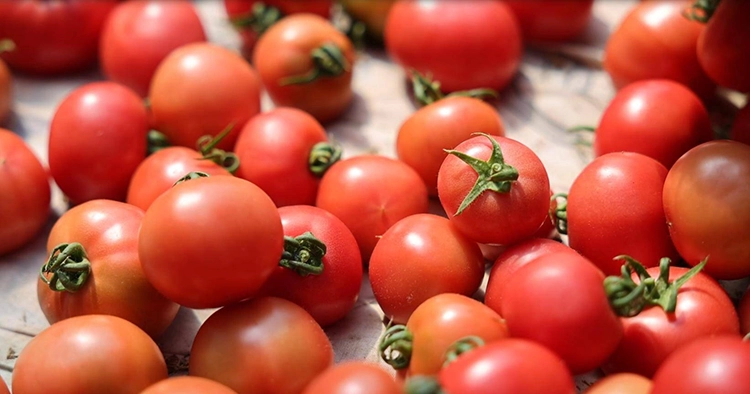 A lot of small tomatoes.