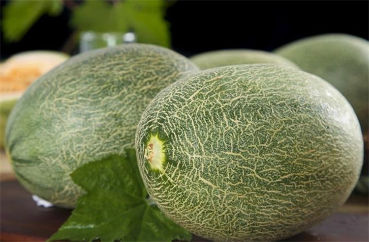 Two round and plump cantaloupes.